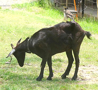 62. Opanuhu Bay, Moorea