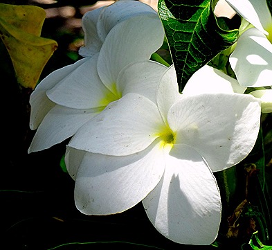 63. Opanuhu Bay, Moorea