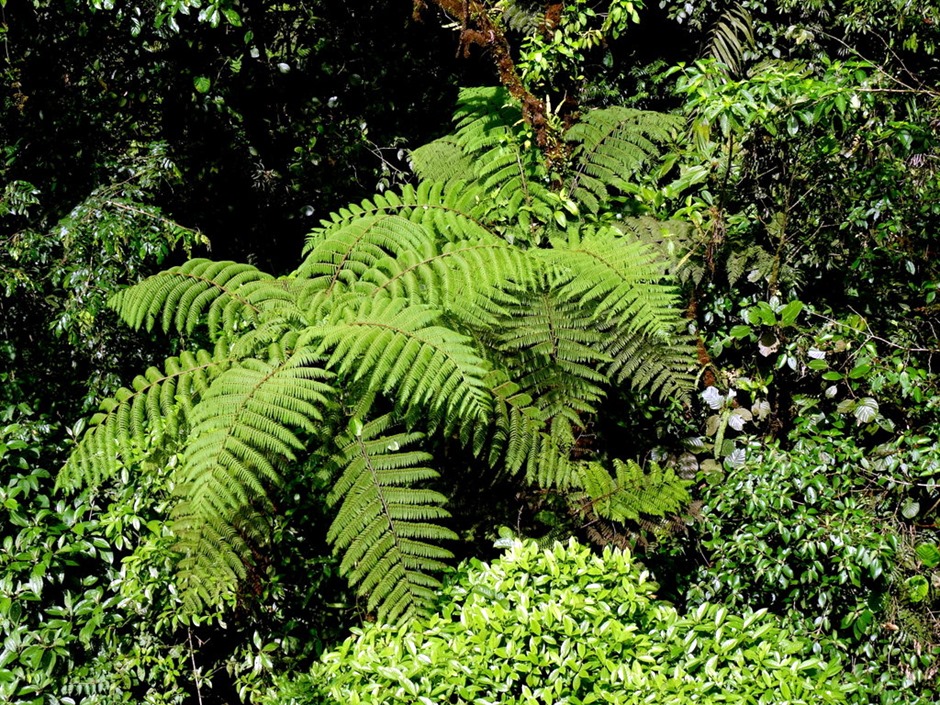 63.  Puerto Limon, Costa  Rica