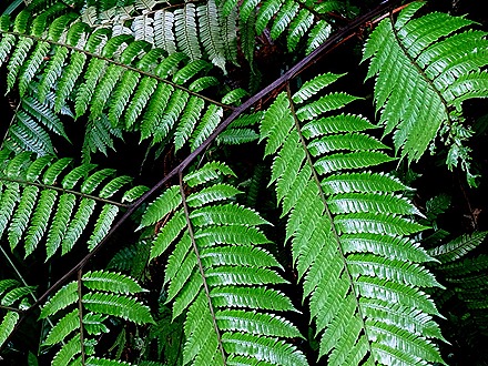 66.  Puerto Limon, Costa  Rica