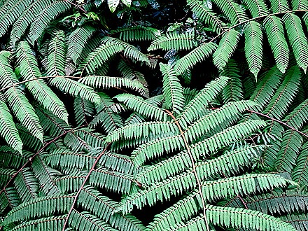 70.  Puerto Limon, Costa  Rica