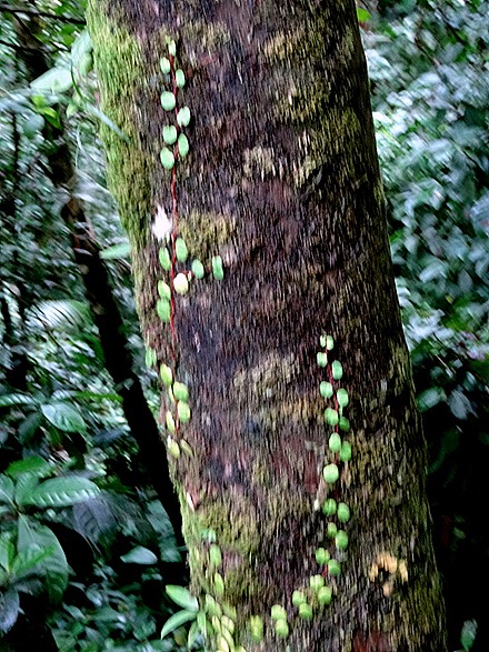 74.  Puerto Limon, Costa  Rica