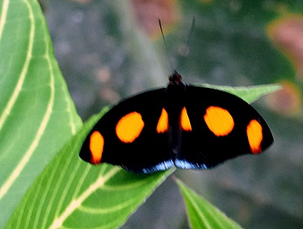 77.  Puerto Limon, Costa  Rica