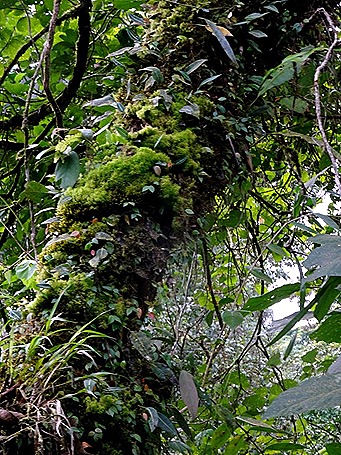 79.  Puerto Limon, Costa  Rica