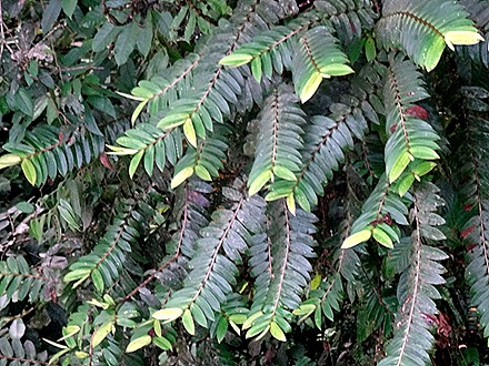 82.  Puerto Limon, Costa  Rica