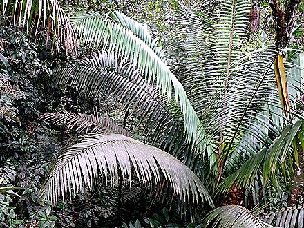 89.  Puerto Limon, Costa  Rica