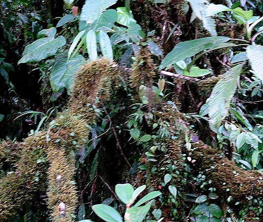 95.  Puerto Limon, Costa  Rica