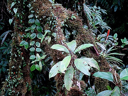 96.  Puerto Limon, Costa  Rica