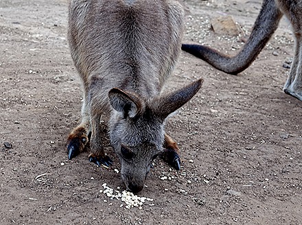 110. Hobart, Tasmania