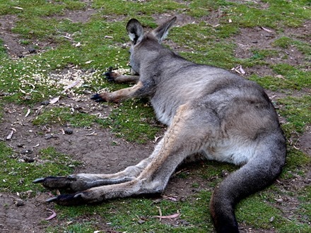 122. Hobart, Tasmania