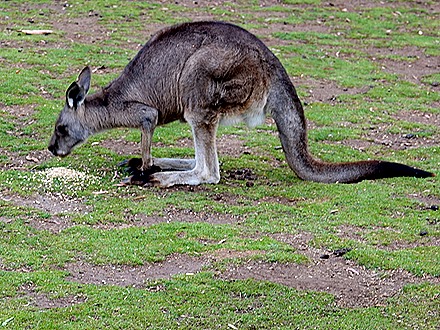 124. Hobart, Tasmania