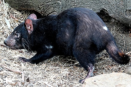 129. Hobart, Tasmania