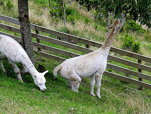 131. Tauranga (Rotarua), New Zealand