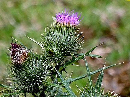132. Tauranga (Rotarua), New Zealand