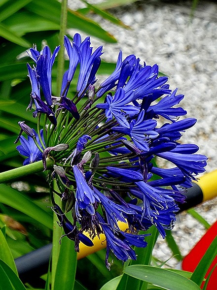 133. Tauranga (Rotarua), New Zealand