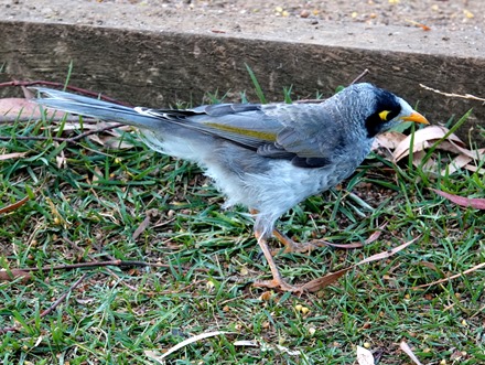 141. Hobart, Tasmania