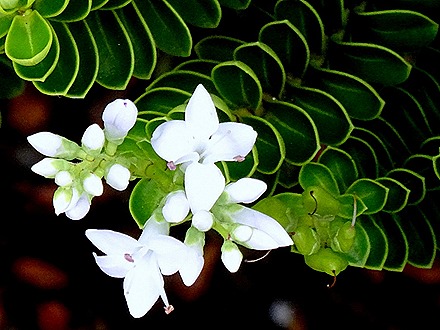 141a. Tauranga (Rotarua), New Zealand