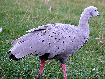 143. Hobart, Tasmania