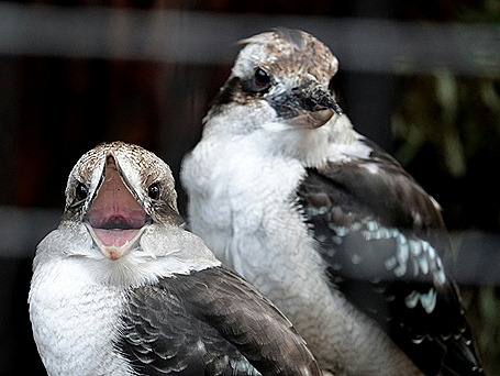 145. Hobart, Tasmania