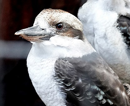 147. Hobart, Tasmania