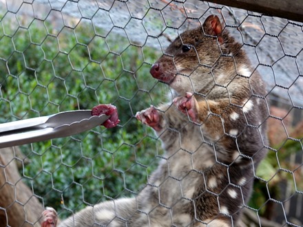 152. Hobart, Tasmania