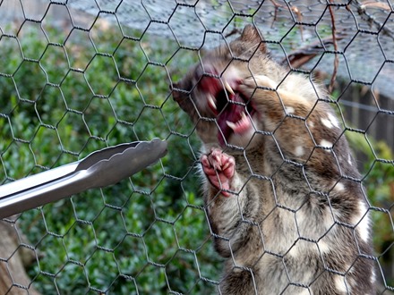 153. Hobart, Tasmania