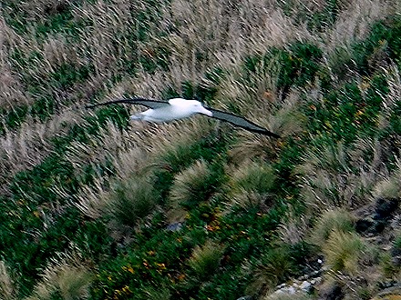 154. Dunedin, New Zealand