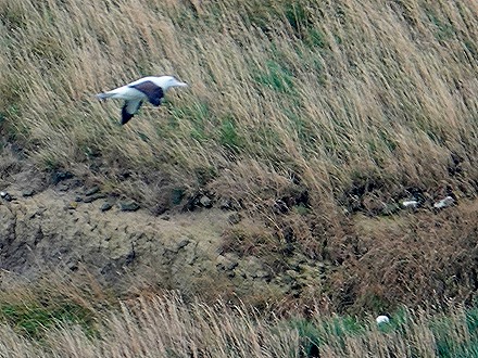 158. Dunedin, New Zealand
