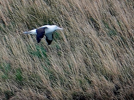 162. Dunedin, New Zealand