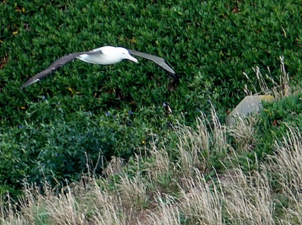 166. Dunedin, New Zealand