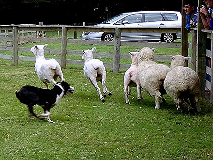 171. Tauranga (Rotarua), New Zealand