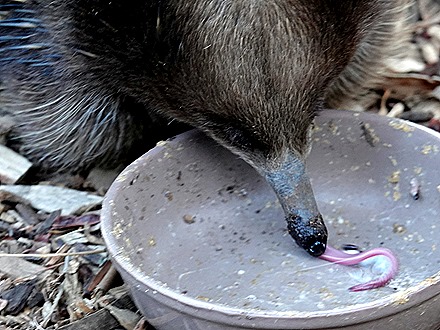 172. Hobart, Tasmania