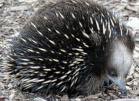178. Hobart, Tasmania