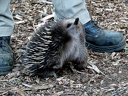 180. Hobart, Tasmania