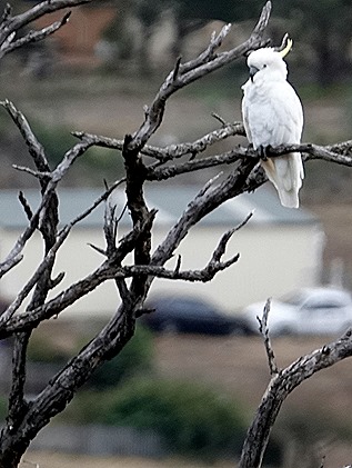 187. Hobart, Tasmania