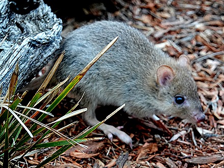 206. Hobart, Tasmania