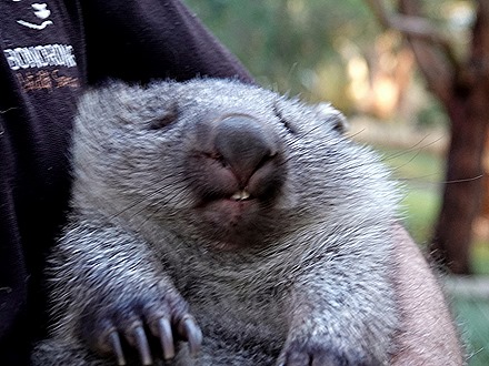 238. Hobart, Tasmania