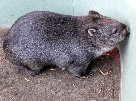 244. Hobart, Tasmania