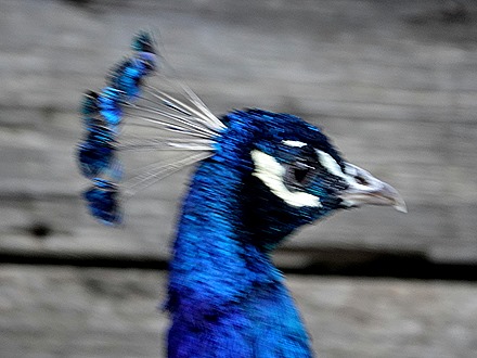 250. Hobart, Tasmania