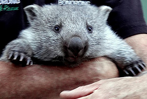 254b. Hobart, Tasmania