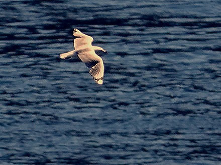39. Fjordland National Park, New Zealand