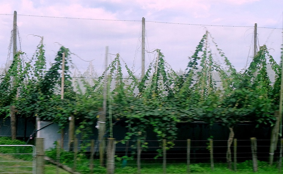 39. Tauranga (Rotarua), New Zealand