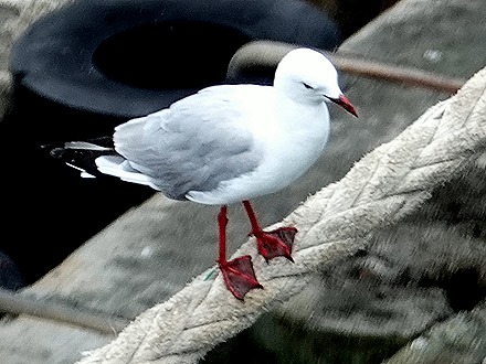 7. Tauranga (Rotarua), New Zealand