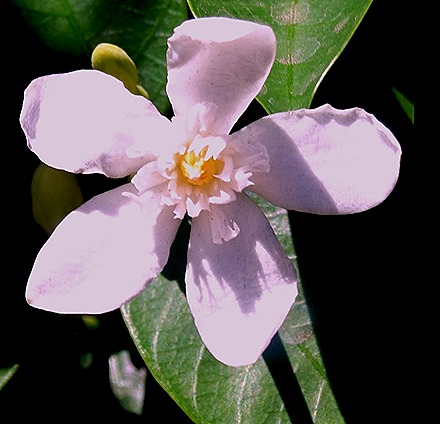 101. Manila, Philippines
