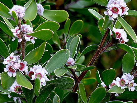 102. Albany, Australia