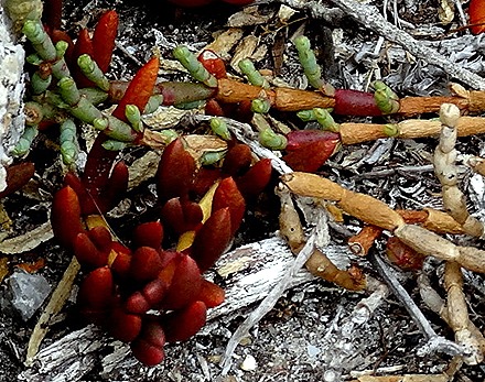 12. Albany, Australia