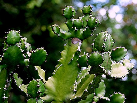 145. Benoa, Bali, Day 1