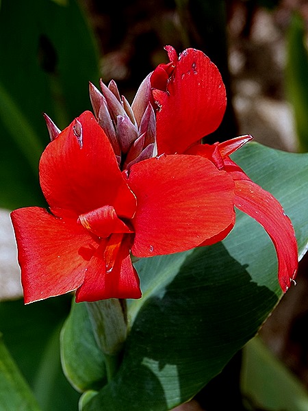 165. Benoa, Bali, Day 1