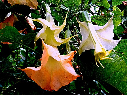 184. Benoa, Bali, Day 1