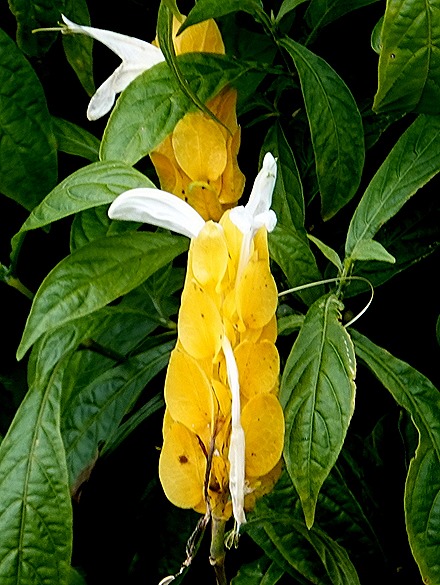 202. Benoa, Bali, Day 1